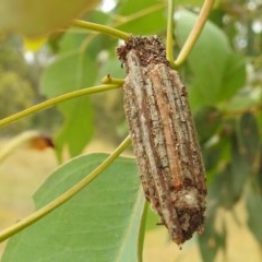 Clania (genus) (A case moth) at Kambah, ACT - 23 Dec 2020 by HelenCross