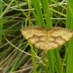 Chrysolarentia correlata at Brindabella, ACT - 23 Dec 2020 12:42 PM