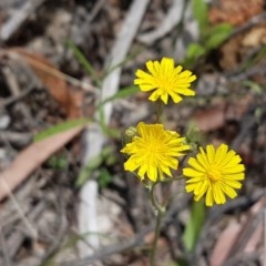 Crepis capillaris (Smooth Hawksbeard) at Cotter River, ACT - 23 Dec 2020 by tpreston