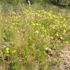 Goodenia pinnatifida (Scrambled Eggs) at Nangus, NSW - 25 Oct 2010 by abread111