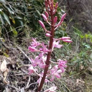 Dipodium roseum at Cotter River, ACT - suppressed