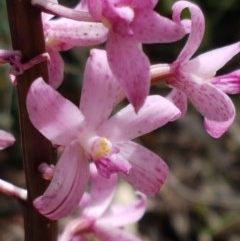 Dipodium roseum at Cotter River, ACT - suppressed