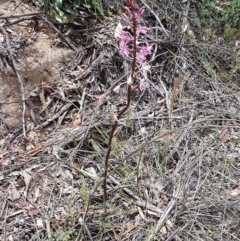 Dipodium roseum at Cotter River, ACT - suppressed