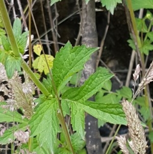 Ranunculus lappaceus at Cotter River, ACT - 23 Dec 2020 12:11 PM