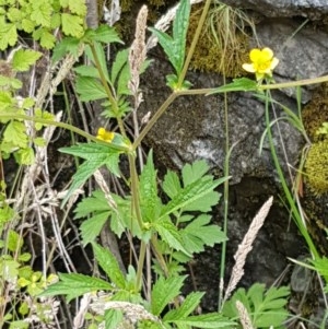 Ranunculus lappaceus at Cotter River, ACT - 23 Dec 2020 12:11 PM