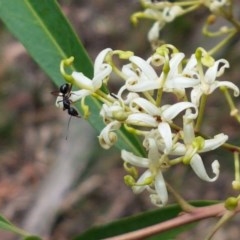 Lomatia myricoides (River Lomatia) at Cotter River, ACT - 23 Dec 2020 by trevorpreston