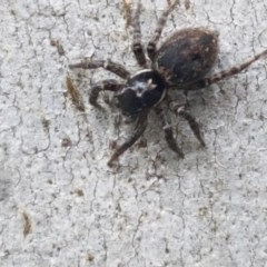 Salticidae (family) (Jumping spider) at Cotter River, ACT - 23 Dec 2020 by trevorpreston