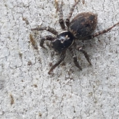 Hypoblemum sp. (genus) (Unidentified Hypoblemum jumping spider) at Cotter River, ACT - 23 Dec 2020 by trevorpreston