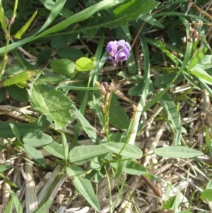 Glycine tabacina at Nangus, NSW - 27 Mar 2010