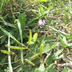 Glycine tabacina at Nangus, NSW - 27 Mar 2010