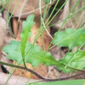 Lagenophora stipitata at Cotter River, ACT - 23 Dec 2020