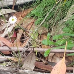 Lagenophora stipitata at Cotter River, ACT - 23 Dec 2020