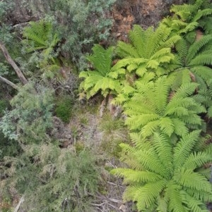 Dicksonia antarctica at Cotter River, ACT - suppressed