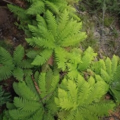 Dicksonia antarctica at Cotter River, ACT - suppressed