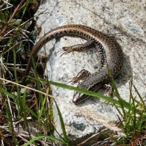 Eulamprus heatwolei at Cotter River, ACT - 23 Dec 2020