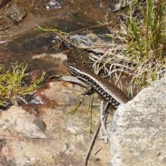 Eulamprus heatwolei at Cotter River, ACT - 23 Dec 2020