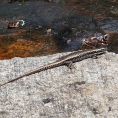 Eulamprus heatwolei at Cotter River, ACT - 23 Dec 2020