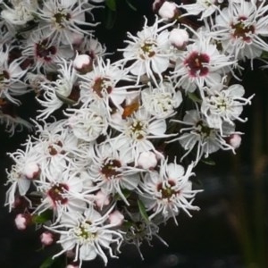 Kunzea ericoides at Cotter River, ACT - 23 Dec 2020