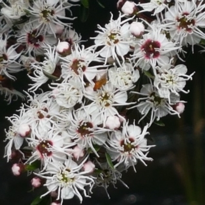 Kunzea ericoides (Burgan) at Cotter River, ACT - 23 Dec 2020 by trevorpreston