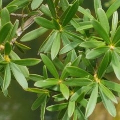 Kunzea ericoides at Cotter River, ACT - 23 Dec 2020