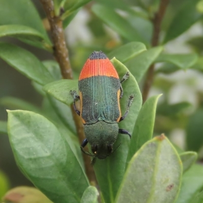 Castiarina kerremansi (A jewel beetle) at Theodore, ACT - 23 Dec 2020 by Owen