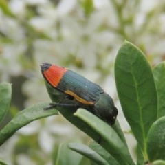 Castiarina kerremansi at Theodore, ACT - 23 Dec 2020