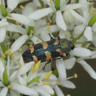 Castiarina sexplagiata (Jewel beetle) at Tuggeranong Hill - 23 Dec 2020 by owenh