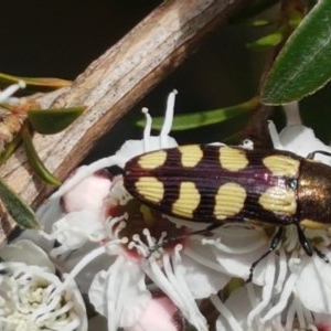 Castiarina decemmaculata at Cotter River, ACT - 23 Dec 2020