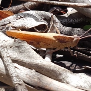 Goniaea australasiae at Cotter River, ACT - 23 Dec 2020