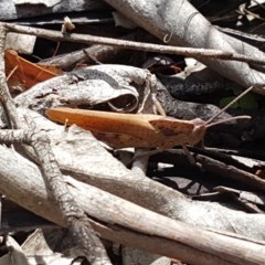 Goniaea australasiae at Cotter River, ACT - 23 Dec 2020