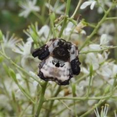 Celaenia excavata (Bird-dropping spider) at Theodore, ACT - 23 Dec 2020 by owenh