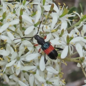 Obrida fascialis at Tuggeranong Hill - 23 Dec 2020