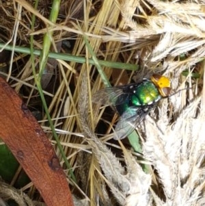 Amenia sp. (genus) at Cotter River, ACT - 23 Dec 2020