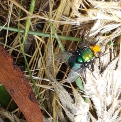 Amenia sp. (genus) (Yellow-headed Blowfly) at Bendora Reservoir - 23 Dec 2020 by tpreston
