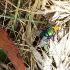 Amenia sp. (genus) (Yellow-headed Blowfly) at Cotter River, ACT - 23 Dec 2020 by tpreston