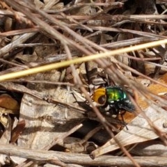 Amenia sp. (genus) at Cotter River, ACT - 23 Dec 2020 11:12 AM