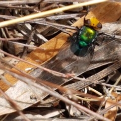 Amenia sp. (genus) at Cotter River, ACT - 23 Dec 2020 11:12 AM