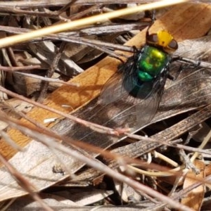 Amenia sp. (genus) at Cotter River, ACT - 23 Dec 2020