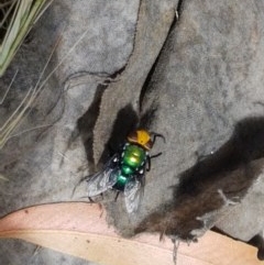 Amenia sp. (genus) at Cotter River, ACT - 23 Dec 2020 11:12 AM