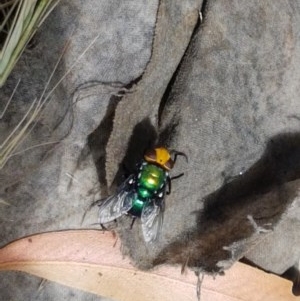 Amenia sp. (genus) at Cotter River, ACT - 23 Dec 2020