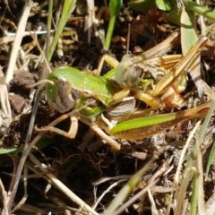 Praxibulus sp. (genus) (A grasshopper) at Cotter River, ACT - 23 Dec 2020 by tpreston