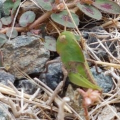 Gastrimargus musicus (Yellow-winged Locust or Grasshopper) at Bendora Reservoir - 23 Dec 2020 by trevorpreston