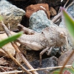 Gastrimargus musicus (Yellow-winged Locust or Grasshopper) at Bendora Reservoir - 23 Dec 2020 by trevorpreston