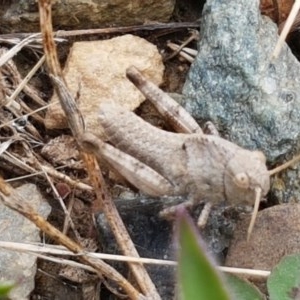 Gastrimargus musicus at Namadgi National Park - 23 Dec 2020