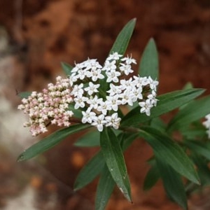 Platysace lanceolata at Cotter River, ACT - 23 Dec 2020