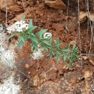 Platysace lanceolata at Cotter River, ACT - 23 Dec 2020