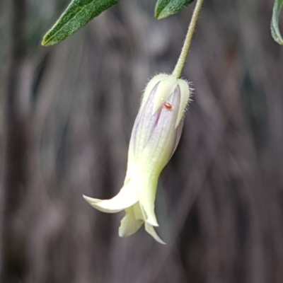 Billardiera scandens (Hairy Apple Berry) at Cotter River, ACT - 22 Dec 2020 by tpreston