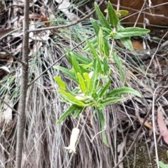 Billardiera scandens at Cotter River, ACT - 23 Dec 2020 10:46 AM