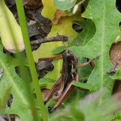 Kosciuscola cognatus (A grasshopper) at Cotter River, ACT - 22 Dec 2020 by tpreston