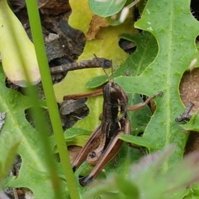 Kosciuscola cognatus (A grasshopper) at Cotter River, ACT - 22 Dec 2020 by tpreston